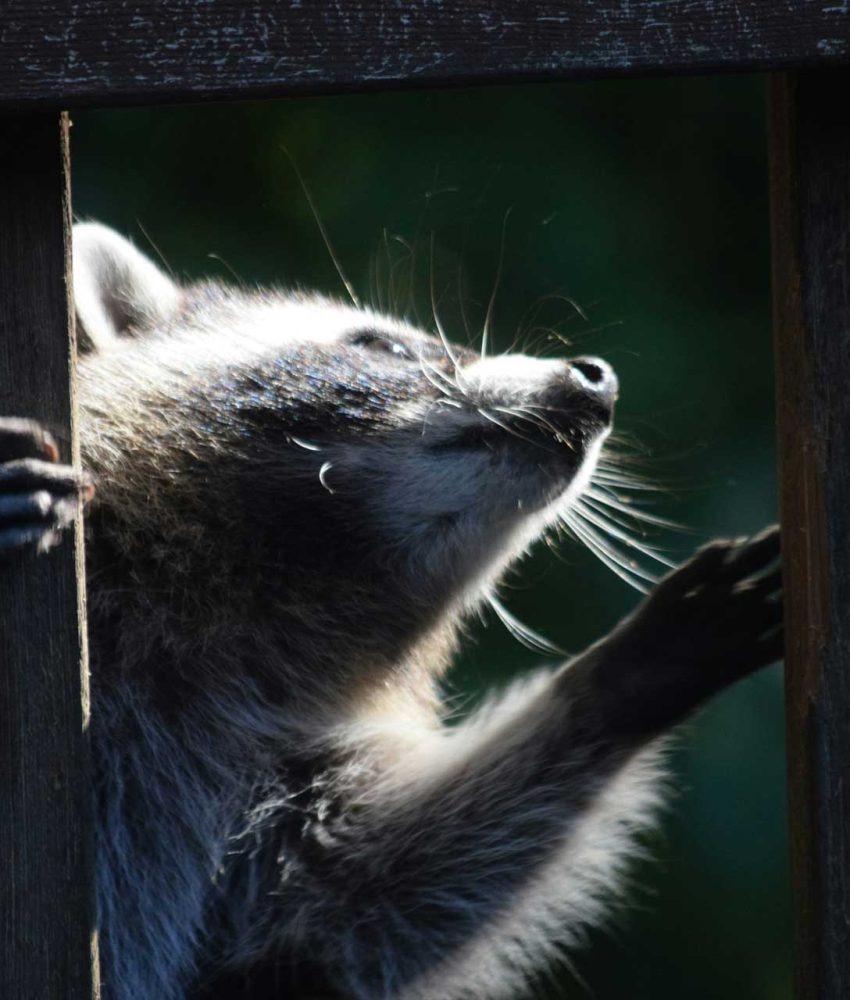 Animal Sanitation Services 1