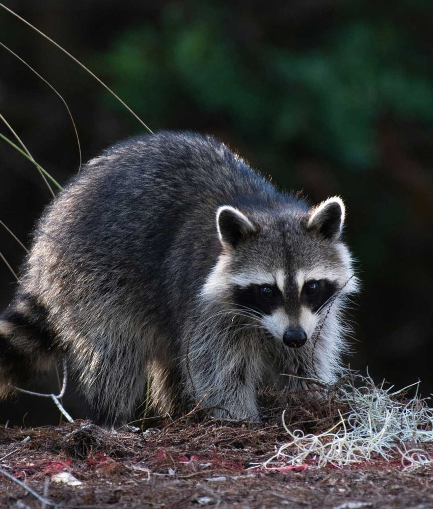 raccoon property damage sanitation services